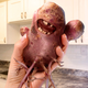 Image for article titled The Week In Pictures – Week Of April 13, 2020